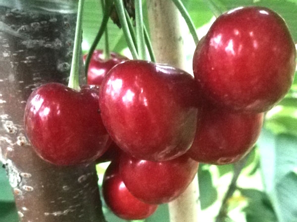 苗木扦插生根八大秘訣